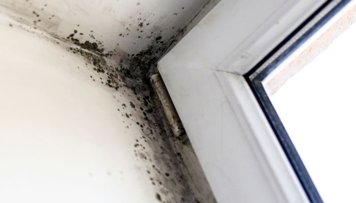home mold - mold removal and remediation