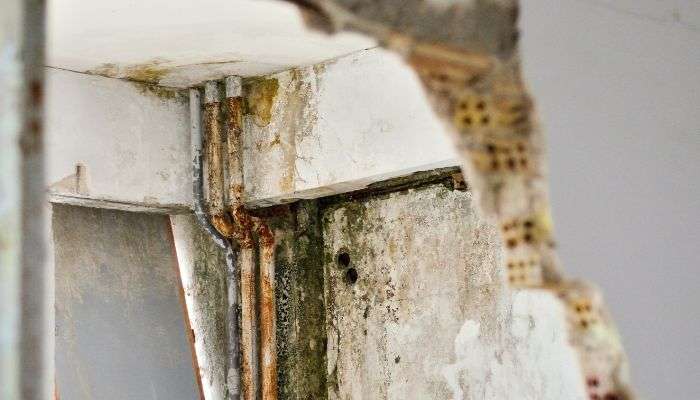 wall and pipe mold - mold removal and remediation