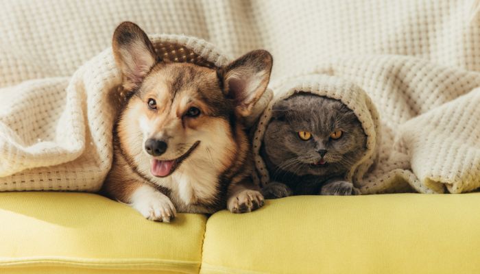 cat and dog under the blanket - Pineville odor removal
