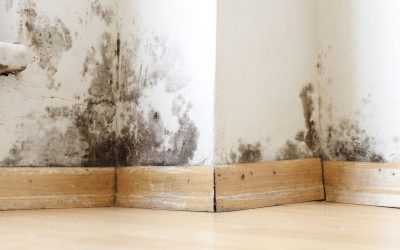 The Surprising Benefits of Mold Inspection in Charlotte You Didn’t Expect