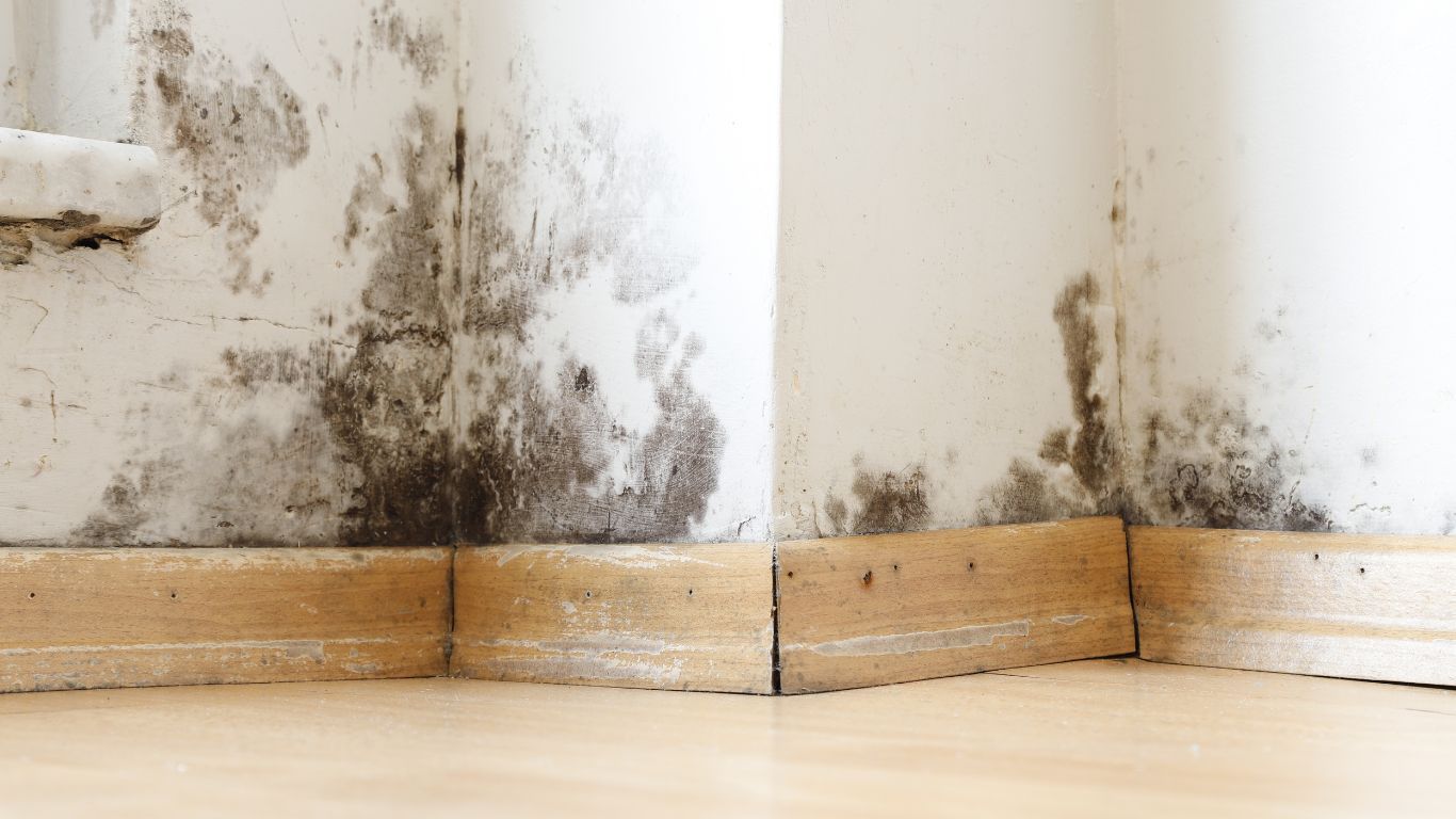 Mold inspection in Charlotte showing visible black mold on walls.